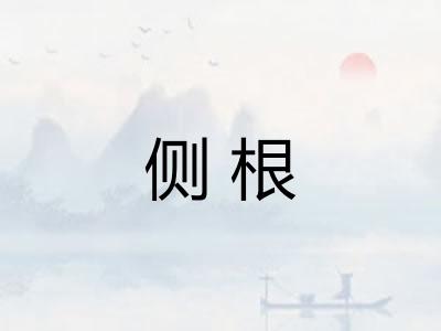 侧根