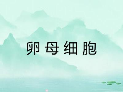 卵母细胞 卵母细胞